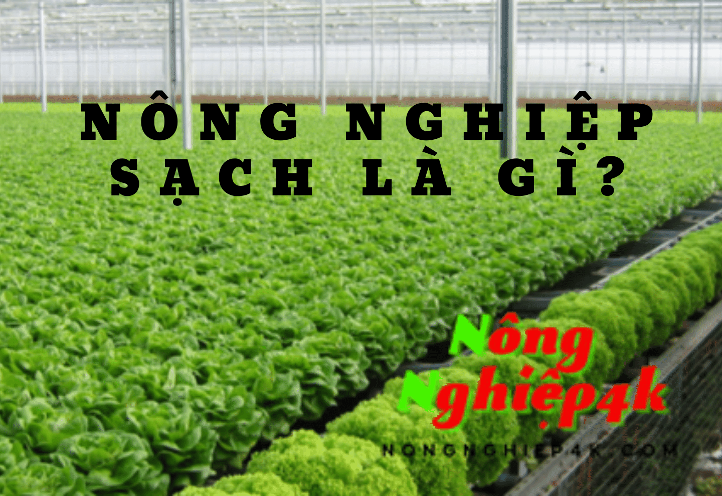 nong-nghiep-sach-la-gi-tam-quan-trong-va-giai-phap-phat-trien