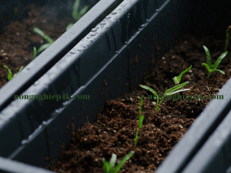 cách trồng rau muống hạt tại nhà