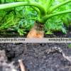 hướng dẫn cách trồng cà rốt củ to