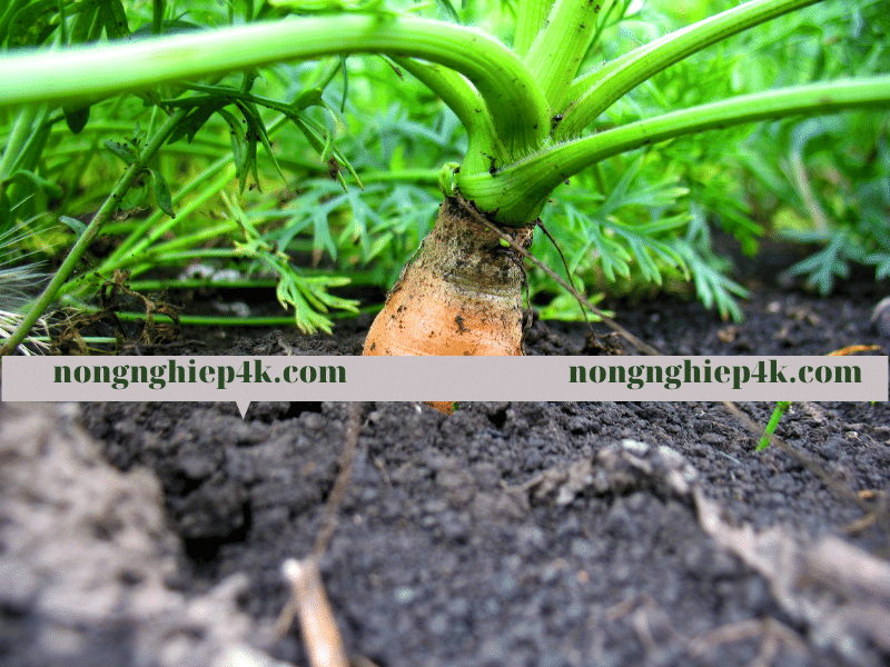 hướng dẫn cách trồng cà rốt củ to