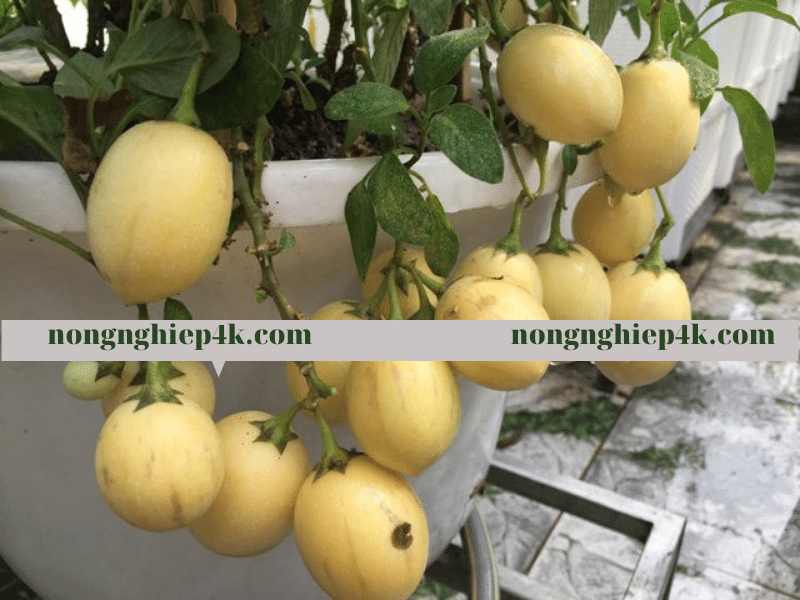 Cách trồng dưa hấu nam mỹ dưa pepino tại nhà