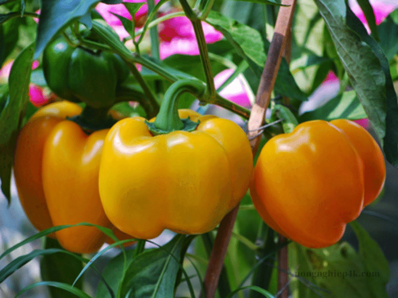 trồng ớt chuông trong chậu