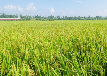 Nguồn gốc và đặc điểm giống lúa Bắc Thịnh